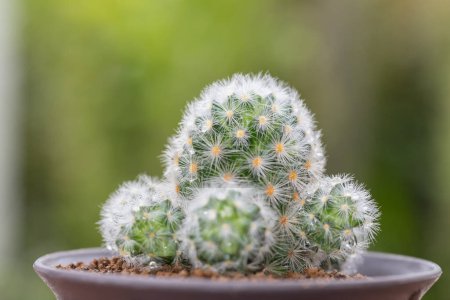 Photo for Close up of potted Mammillaria cactus with green nature background - Royalty Free Image