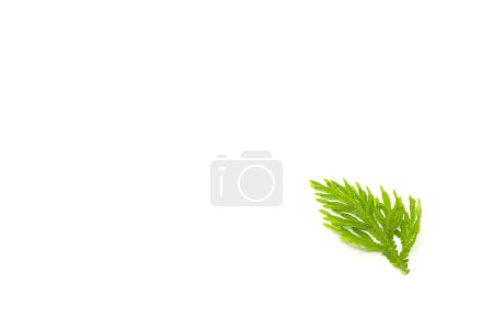 Téléchargez les photos : Feuilles de Selaginellaceae sur fond blanc - en image libre de droit