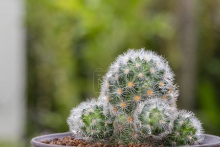 Zbliżenie doniczkowego kaktusa Mammillaria z zielonym tle natury