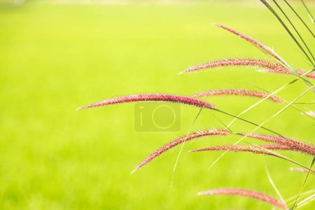 Photo for Pennisetum grass flowers in garden nature green background - Royalty Free Image