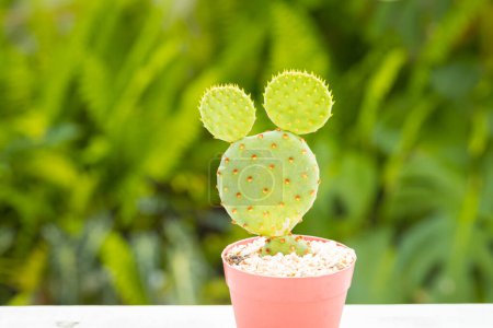 Opuntia microdasys cactus in diy concrete pot is on white wooden table natural background