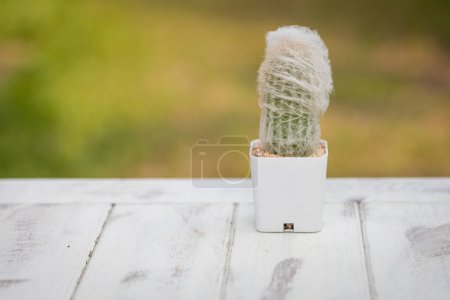 Téléchargez les photos : Cephalocereus senilis cactus en pot de béton bricolé est sur fond naturel de table en bois - en image libre de droit