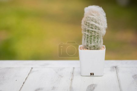 Téléchargez les photos : Cephalocereus senilis cactus en pot de béton bricolé est sur fond naturel de table en bois - en image libre de droit