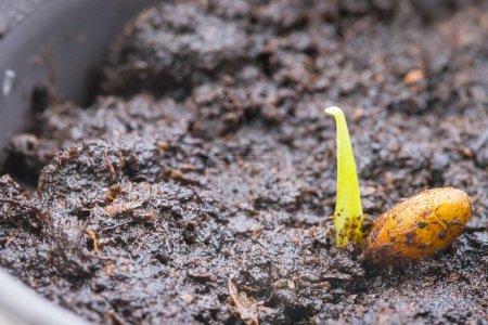 Téléchargez les photos : Planter la graine de cactus dans un pot de terre - en image libre de droit