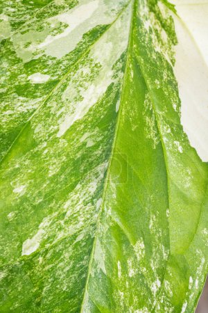 Close up leaf texture of epipremnum pinnatum variegated green plants concept