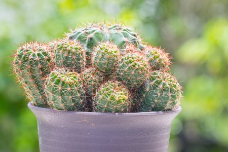 Echinopsis calochlora cactus in pot with green nature background