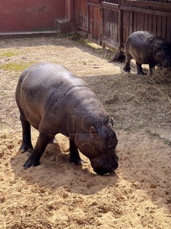 Dos hipopótamos pigmeos caminan por el zoológico