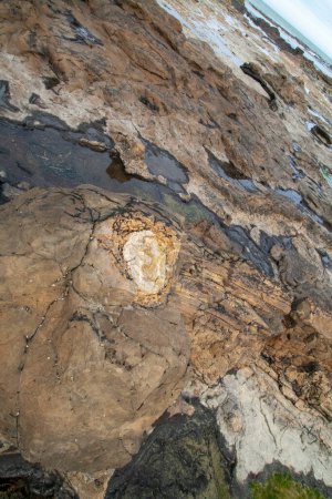 Téléchargez les photos : Tronc d'arbre fossile dans la forêt pétrifiée de Curio Bay, le site préhistorique de l'époque jurrasique, les Catlins, Nouvelle-Zélande - en image libre de droit