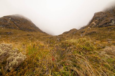 Foto de Paisaje brumoso con vegetación alpina nativa y pastizales, Ruteburn Track, Alpes del Sur en la Isla Sur Nueva Zelanda - Imagen libre de derechos