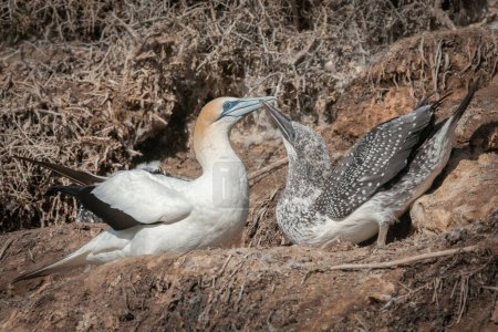 Téléchargez les photos : Australasian gannet (Morus serrator) poussin suppliant pour la nourriture - en image libre de droit