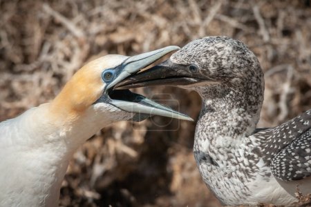 Téléchargez les photos : Adulte Australasian gannet (Morus serrator) nourrir un poussin - en image libre de droit