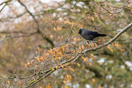 Téléchargez les photos : Un Crapet royal (Corvus monedula) adulte est assis sur une branche d'arbre avec des feuilles sèches d'automne - en image libre de droit