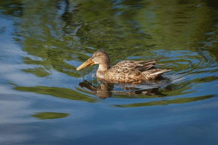 Téléchargez les photos : Une pelle femelle (Spatula clypeata) nage le long de la rive d'un lac par une journée ensoleillée d'automne - en image libre de droit