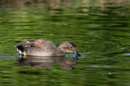An adult male gadwall (Anas strepera) swims and collects food from the surface of the water
