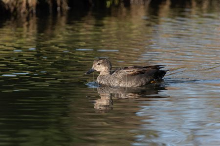 An adult male gadwall (Anas strepera) swims along the shore