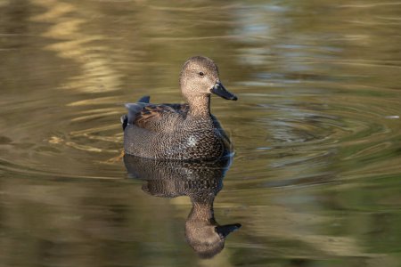 Frontal portrait of an adult male gadwall (Anas strepera) resting on the water