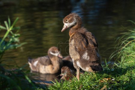A little gosling (Alopochen aegyptiaca) stands on the shore of a lake in the morning rays of the autumn sun
