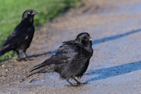 Téléchargez les photos : Un corbeau adulte (Corvus corona) secoue son plumage - en image libre de droit