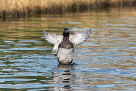 Ein ausgewachsenes Entenweibchen (Aythya fuligula) breitet beim Baden in einem See seine Flügel aus