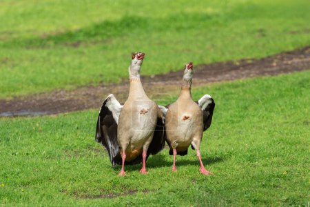 Joint clucking is an courtship element of Nile or Egyptian geese (Alopochen aegyptiaca).