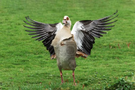 Frontal portrait of an adult Nile or Egyptian goose (Alopochen aegyptiaca) with wings spread
