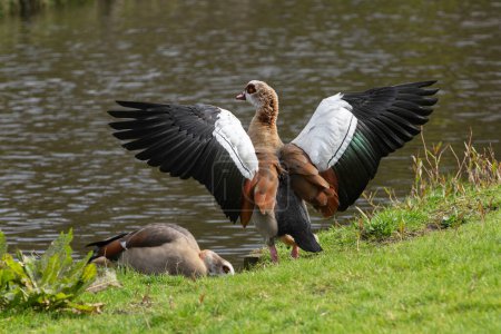Rear portrait of an adult Nile or Egyptian goose (Alopochen aegyptiaca) with wings spread