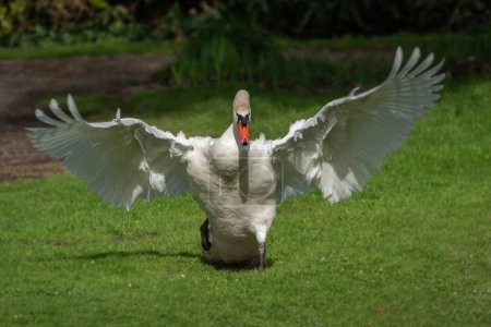 An adult male mute swan (Cygnus olor) drives other birds away from its territory