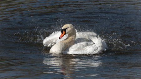 Ein ausgewachsener Höckerschwan (Cygnus olor) beim Schwimmen in einem Teich