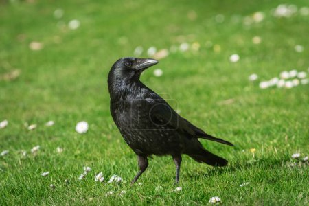Portrait of an adult black crow (Corvus corone) on a green meadow in spring