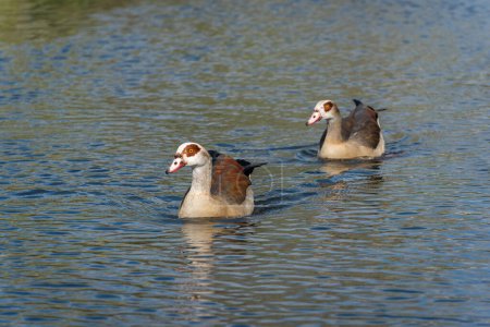 Pair of swimming Nile or Egyptian geese (Alopochen aegyptiaca)
