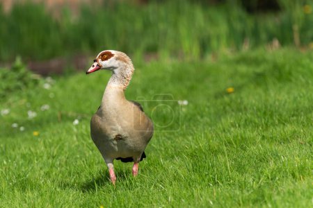 Frontal portrait of an adult male Nile or Egyptian goose (Alopochen aegyptiaca) in a blooming spring meadow
