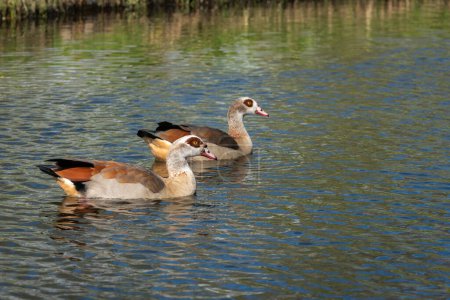 Un par de gansos del Nilo o Egipto (Alopochen aegyptiaca) en plumaje de cría descansando sobre el agua de un canal 
