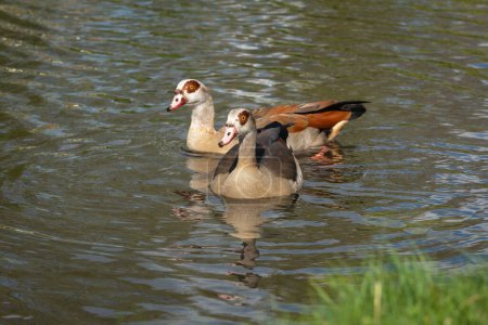 Adult female and male Nile or Egyptian goose (Alopochen aegyptiaca) swim near the lake shore
