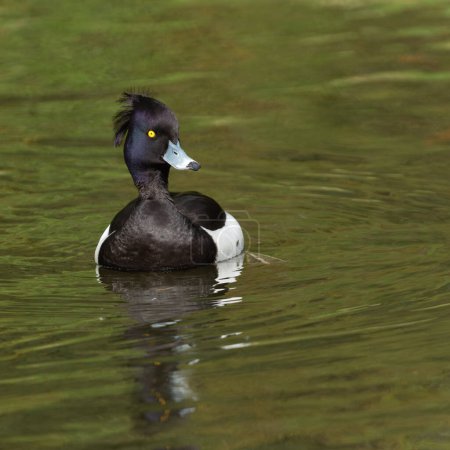 Retrato frontal de un pato macho adulto (Aythya fuligula) en plumaje de cría nadando a través del agua
