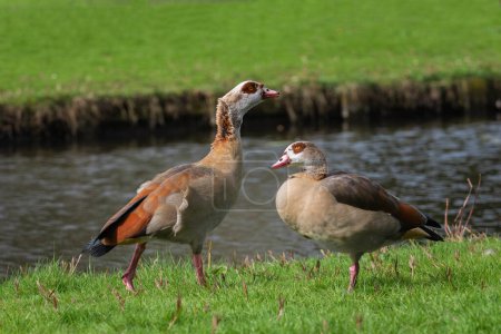 A pair of adult Nile or Egyptian geese (Alopochen aegyptiaca) on the bank of a canal on a sunny spring day