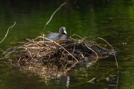 An adult eurasian coot (Fulica atra) sits on a nest built in the middle of a pond