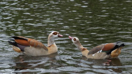 Au printemps, un mâle et une femelle du Nil ou une oie égyptienne (Alopochen aegyptiaca) restent ensemble