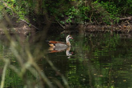 Téléchargez les photos : Un mâle adulte du Nil ou une oie égyptienne Alopochen aegyptiaca) nage dans un lac forestier - en image libre de droit