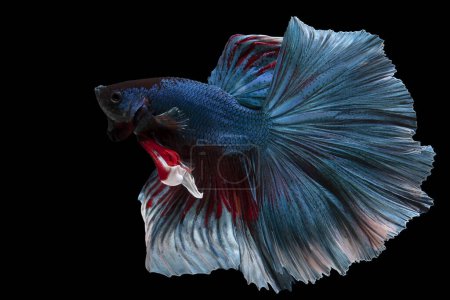 Téléchargez les photos : Beau mouvement de poissons Betta bleu rouge, poissons de combat siamois, Betta splendens isolé sur fond noir. Plan studio. - en image libre de droit