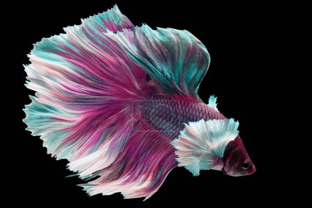 Schöne Bewegung von lila weißen Beta-Fischen, siamesischen Kampffischen, Betta splendens isoliert auf schwarzem Hintergrund. Studioaufnahme.