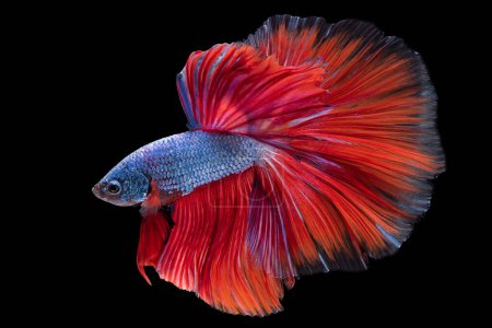 Schöne Bewegung von blau-roten Beta-Fischen, siamesischen Kampffischen, Betta splendens isoliert auf schwarzem Hintergrund. Studioaufnahme.