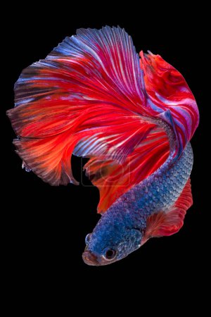 Schöne Bewegung von blau-roten Beta-Fischen, siamesischen Kampffischen, Betta splendens isoliert auf schwarzem Hintergrund. Studioaufnahme.