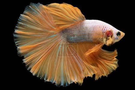 Foto de La cola anaranjada del pez betta sirve como representación visual de su confianza y audacia exudando un aire de arrogancia y superioridad. - Imagen libre de derechos