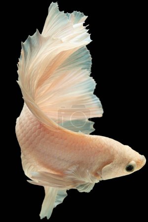 Foto de Imagen vertical del pez betta blanco en el fondo negro crea una composición visualmente impresionante haciendo hincapié en el aspecto etéreo y delicado del pez. - Imagen libre de derechos