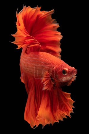 Foto de Imagen vertical de la combinación del pez betta rojo y el fondo negro crea un contraste dramático y llamativo que enfatiza el aspecto distintivo y atractivo del pez.. - Imagen libre de derechos