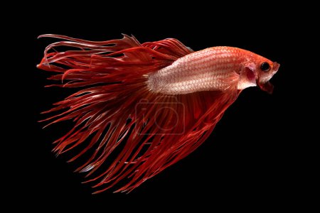 Foto de Sobre el fondo negro profundo y enigmático, el pez betta rojo irradia una belleza exquisita y cautivadora que capta la atención con su tono vibrante. - Imagen libre de derechos
