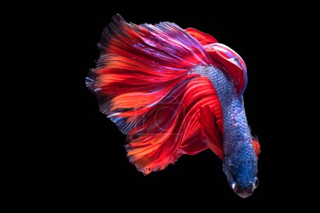 Foto de Con sus movimientos elegantes y fluidos, el pez betta azul navega elegantemente por la extensión negra, su vibrante cola roja, agregando un toque de brillo a la escena.. - Imagen libre de derechos