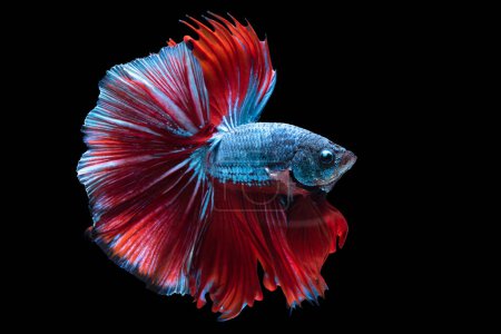 Foto de Sobre el fondo negro oscuro, el hermoso pez betta azul con una vibrante cola roja crea un impresionante contraste visual que captura el ojo.. - Imagen libre de derechos