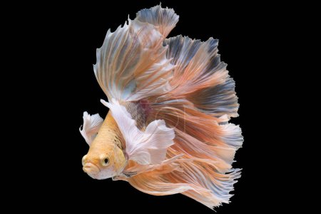 Foto de Frente a la oscuridad, los delicados y elegantes movimientos del pez betta blanco crean una pantalla fascinante que resalta su encanto etéreo.. - Imagen libre de derechos