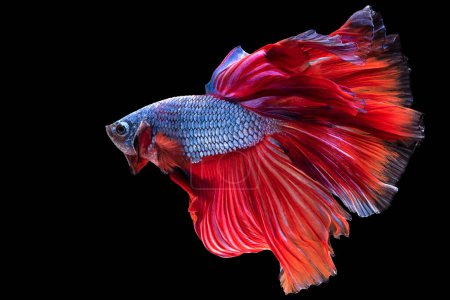 Foto de En contraste con el fondo negro, el pez betta azul con una cola roja radiante aparece como una obra de arte viva cautivando a los observadores con su exquisita coloración.. - Imagen libre de derechos
